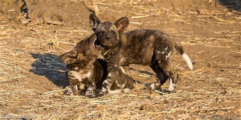 The Most Endangered Animals in Africa – SafariBookings