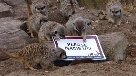 Visitors at Dudley Zoo get to name 20 exotic animals | ITV News Central