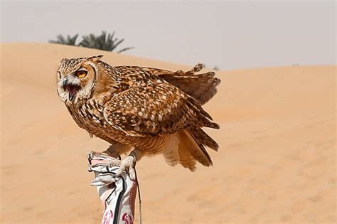 Falconry and Wildlife Safari in the Dubai Desert Conservation Reserve ...