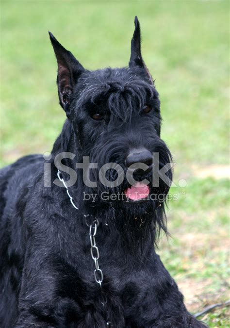 Giant Schnauzer Stock Photo | Royalty-Free | FreeImages