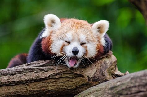 Free Images : mammal, vertebrate, red panda, terrestrial animal ...