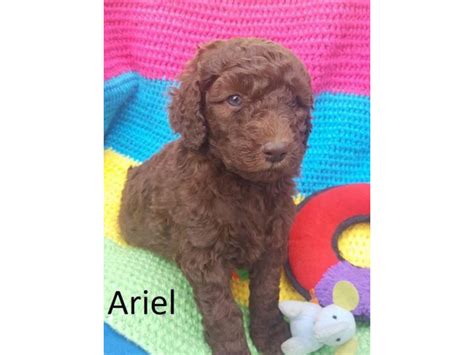 Purebred Standard Poodle Puppies Augusta - Puppies for Sale Near Me