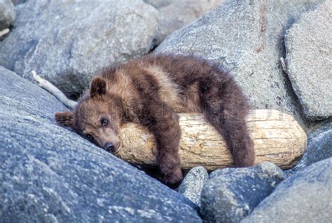 Brown Bear Cub Log – Tom Murphy Photography