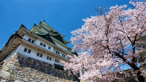 The best spots to see cherry blossoms around nagoya – Artofit