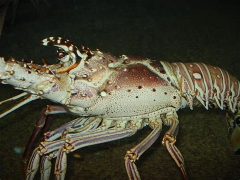 Spiny Lobster — The Department of Environment and Natural Resources