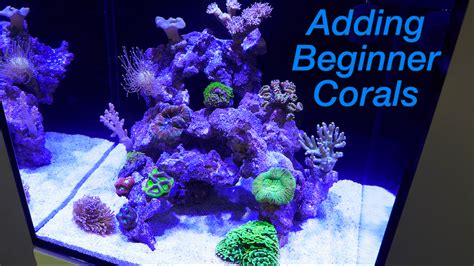 How to Set Up a Reef Tank Part 4: Adding Corals! | Reef Builders | The ...