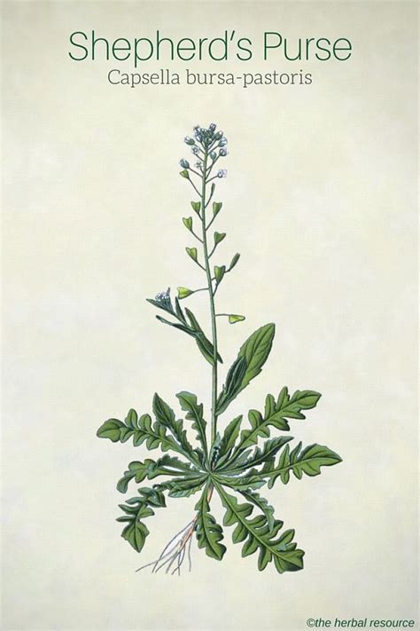 Shepherd's Purse Herb Uses and Health Benefits