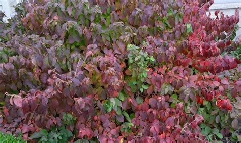 viburnum-fall-color - The Obsessive Neurotic Gardener