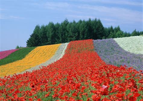 Furano: the city of lavender | Hokkaido Treasure | Hokkaido Treasure Island Travel Inc.