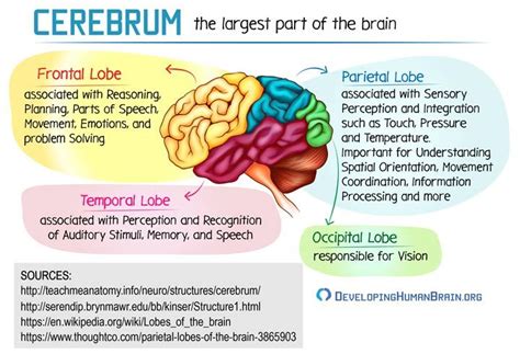 Your Brain Structure – What is the Brain Made Of? | Brain structure ...