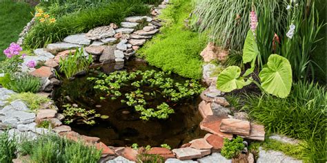 7 Ways to Make Your Backyard Pond an Oasis | Living Color Garden Center