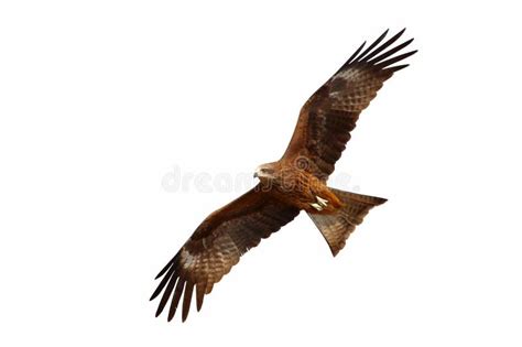 Black Kite Flying Isolated on White Background. Stock Photo - Image of ...