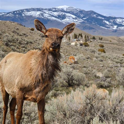 Where to See Wildlife Within 2 Hours of Denver | Currently Elsewhere