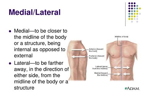 PPT - Anatomical Terminology PowerPoint Presentation, free download ...