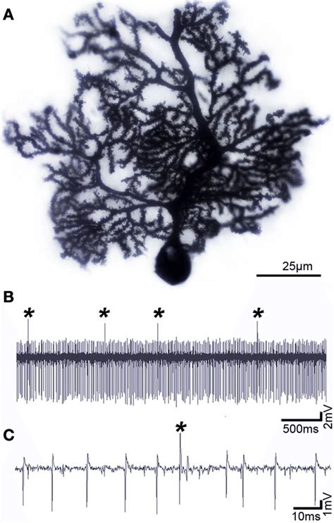 Purkinje cells have a distinct morphology and electrophysiological... | Download Scientific Diagram