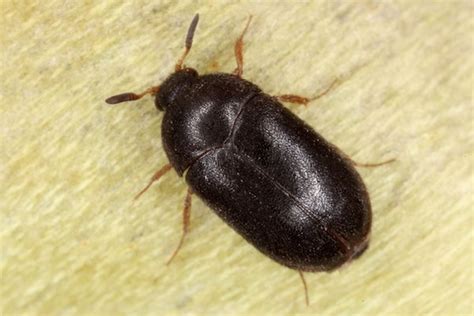 5 Facts About Carpet Beetles You Need to Know - PestXpert NZ