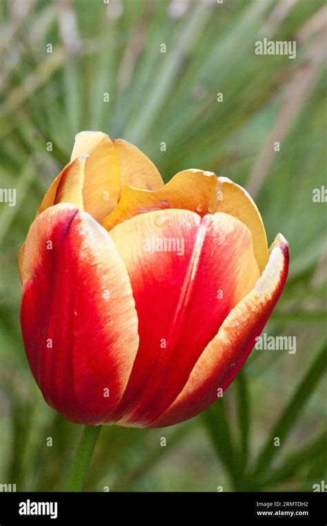 Yellow red and orange flowers hi-res stock photography and images - Alamy