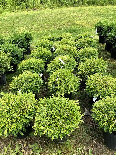 The Boxwood Species and its Large Family - Kalleco Nursery Corp.