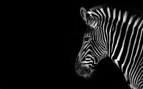 🔥 Download Black And White Animal Wallpaper Clip Art by @lchase | White And Black Animals ...