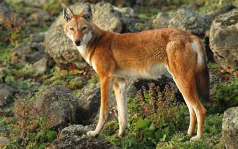 Endangered Species: Ethiopian Wolf - Sports and Politics