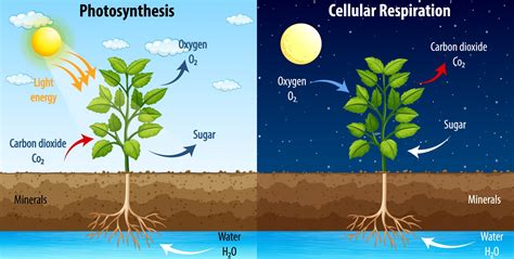 Diagram showing process of photosynthesis and cellular respiration 2697902 Vector Art at Vecteezy