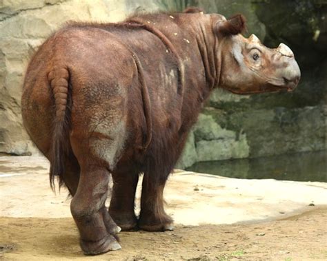 Sumatran Rhinoceros - Animal Facts and Information