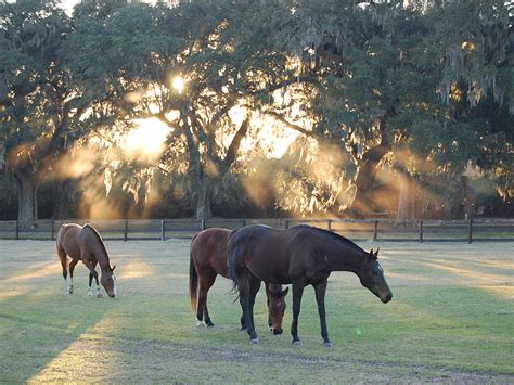 Boone Hall Plantation | Things To Do In Charleston