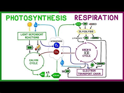 Cellular Respiration And Photosynthesis Diagram For Kids