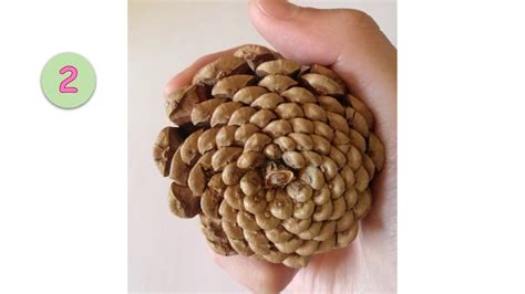 Why do Fibonacci Numbers occur in pinecones? - YouTube