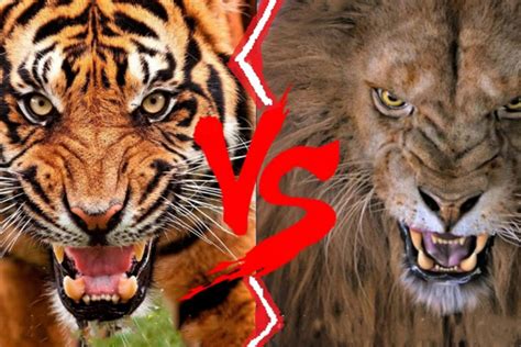 Watch: Lion vs tiger fight to death, see who wins