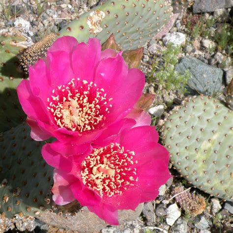 Sonoran Desert National Monument Wildflowers