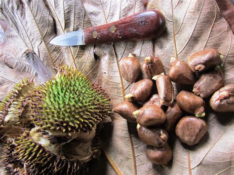 Rice and Beans: A Belizean Food Blog: Breadnut, Chestnut of the Tropics