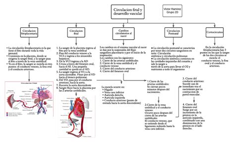 Circulacion fetal y desarrollo vascular - Circulacion fetal y ...