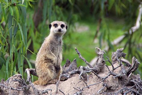 Meerkat - Key Facts, Information & Habitat