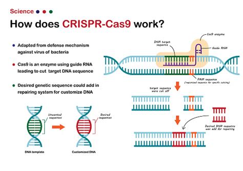 Science Illustration Show Crispr Cas 9 Work For Cut And Edit Dna ...