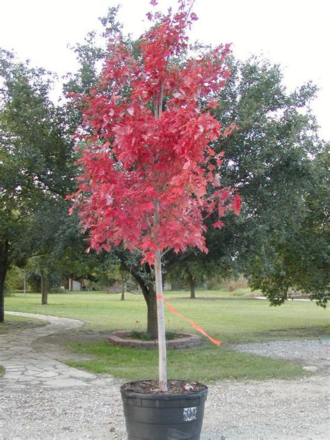 Maple Trees - Georgia Tree Farm