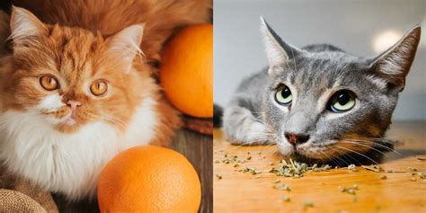 21 Life Hacks for Cat Owners