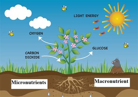 Micronutrients are plant nutrients essential for optimum plant growth