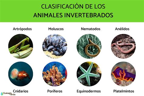 Increíbles ejemplos de animales invertebrados con imágenes - CFN