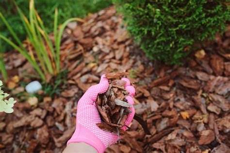 How To Mulch Your Garden With Organic Mulch