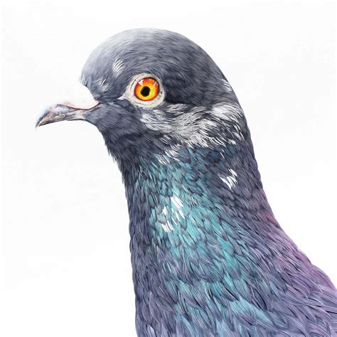 Each Pigeon Painting by Adele Renault Shows the Bird's Overlooked Beauty