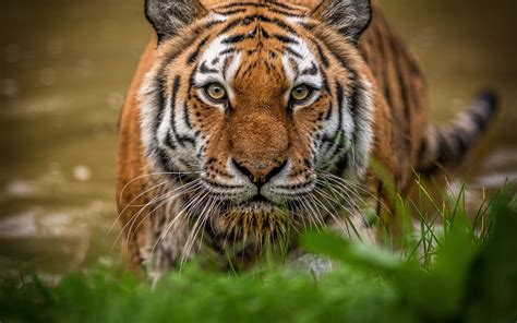 Download wallpapers tiger, predator, wildlife, tiger eyes, green grass, dangerous animals ...