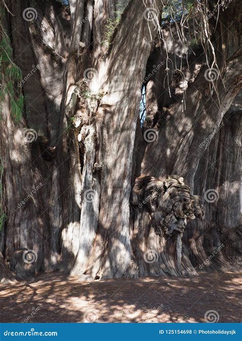 Stoutest Trunk of the World of Big Montezuma Cypress Tree at Santa Maria Del Tule City in Mexico ...