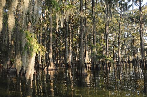 Louisiana Swamp Scene Wallpaper - WallpaperSafari