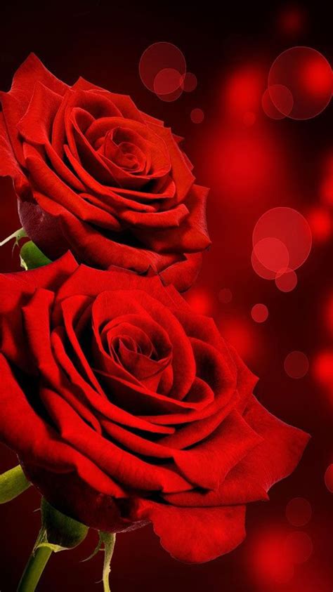 🔥 [100+] Live Rose Wallpapers Free Download | WallpaperSafari