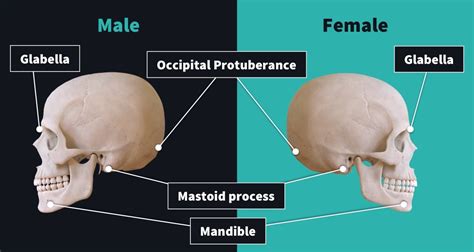 4 years in the making: The full female model | Complete Anatomy