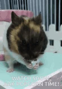 Popcorning Cute GIF - Popcorning Cute Guinea Pigs - Discover & Share GIFs