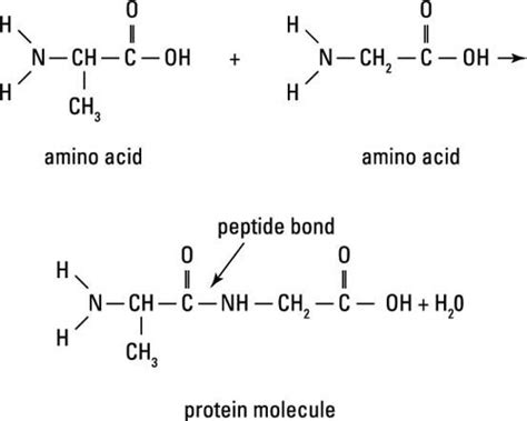 4 Families of Organic Compounds with Important Biological Functions - dummies