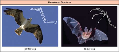 Homologous and Analogous Traits | Biology for Non-Majors II