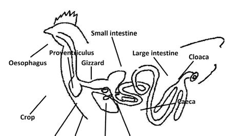 Digestive System Of A Chicken - Chicken Choices